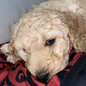 Meet your Posher, Nevaeh